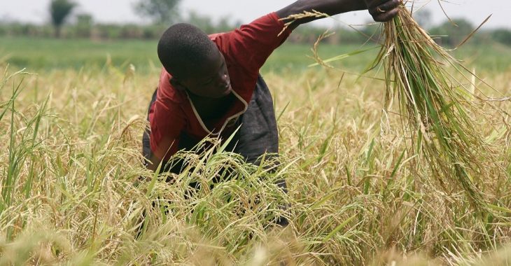 Climat: pas de consensus sur la Déclaration sur l’agriculture à la COP28