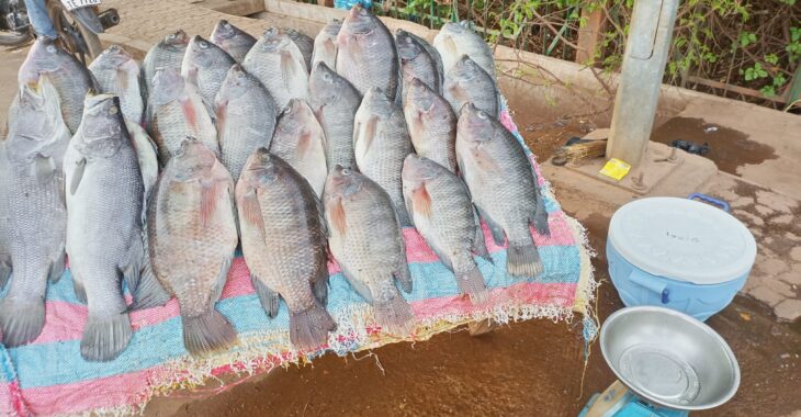 Ouagadougou, le poisson aux abords de la route, prisé mais souvent mal conservé