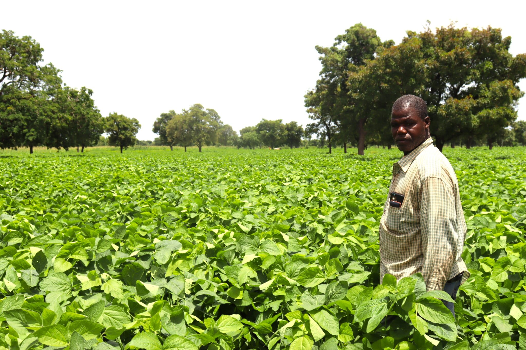 Burkina: Les Cultures Vivrières, Une Nécessité Encouragée Par Le ...