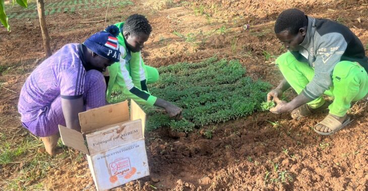 Kongoussi: Des déplacés internes cultivent dans le jardin d'autrui pour leur propre compte