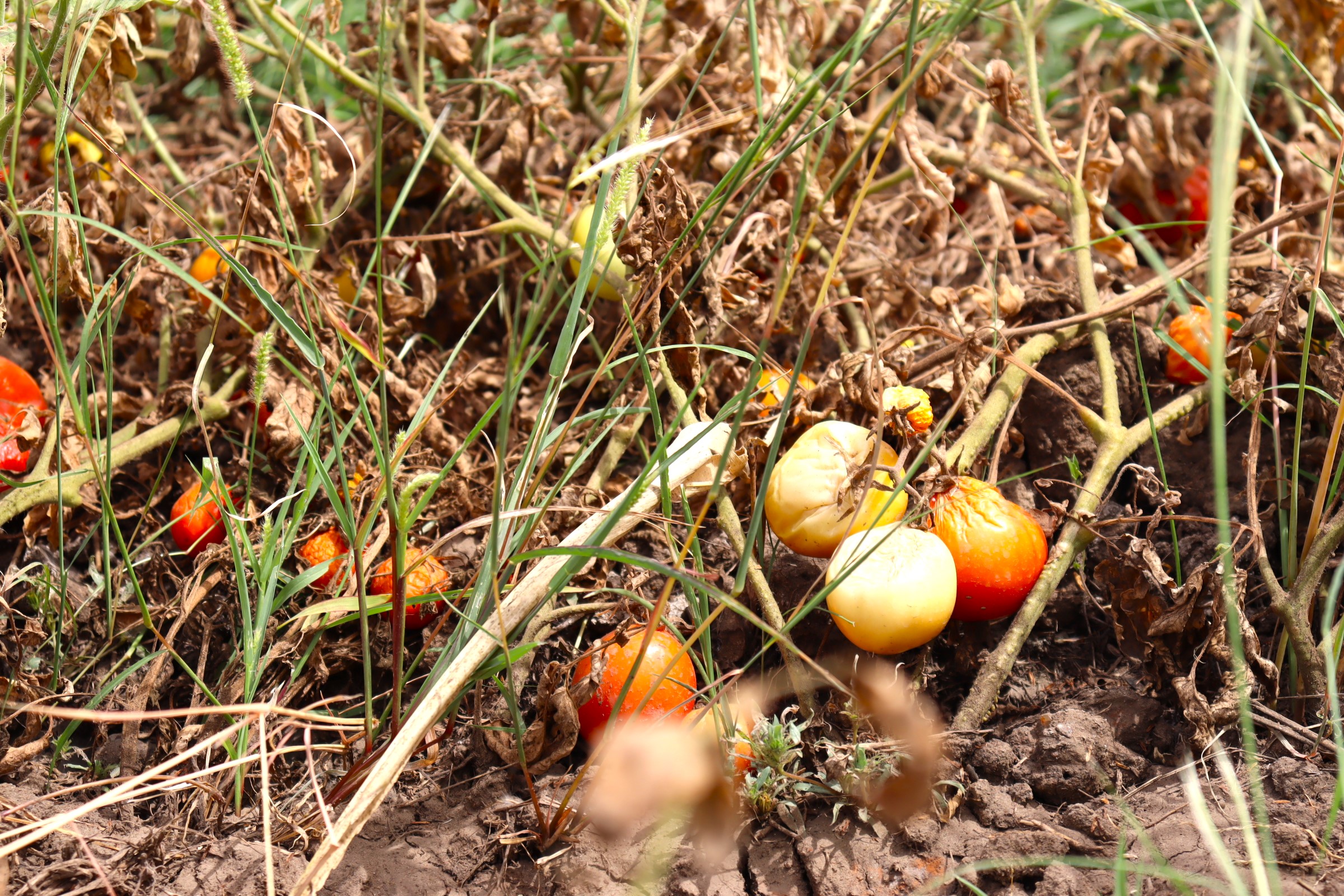 Burkina: la détresse des producteurs de tomates de Bagré
