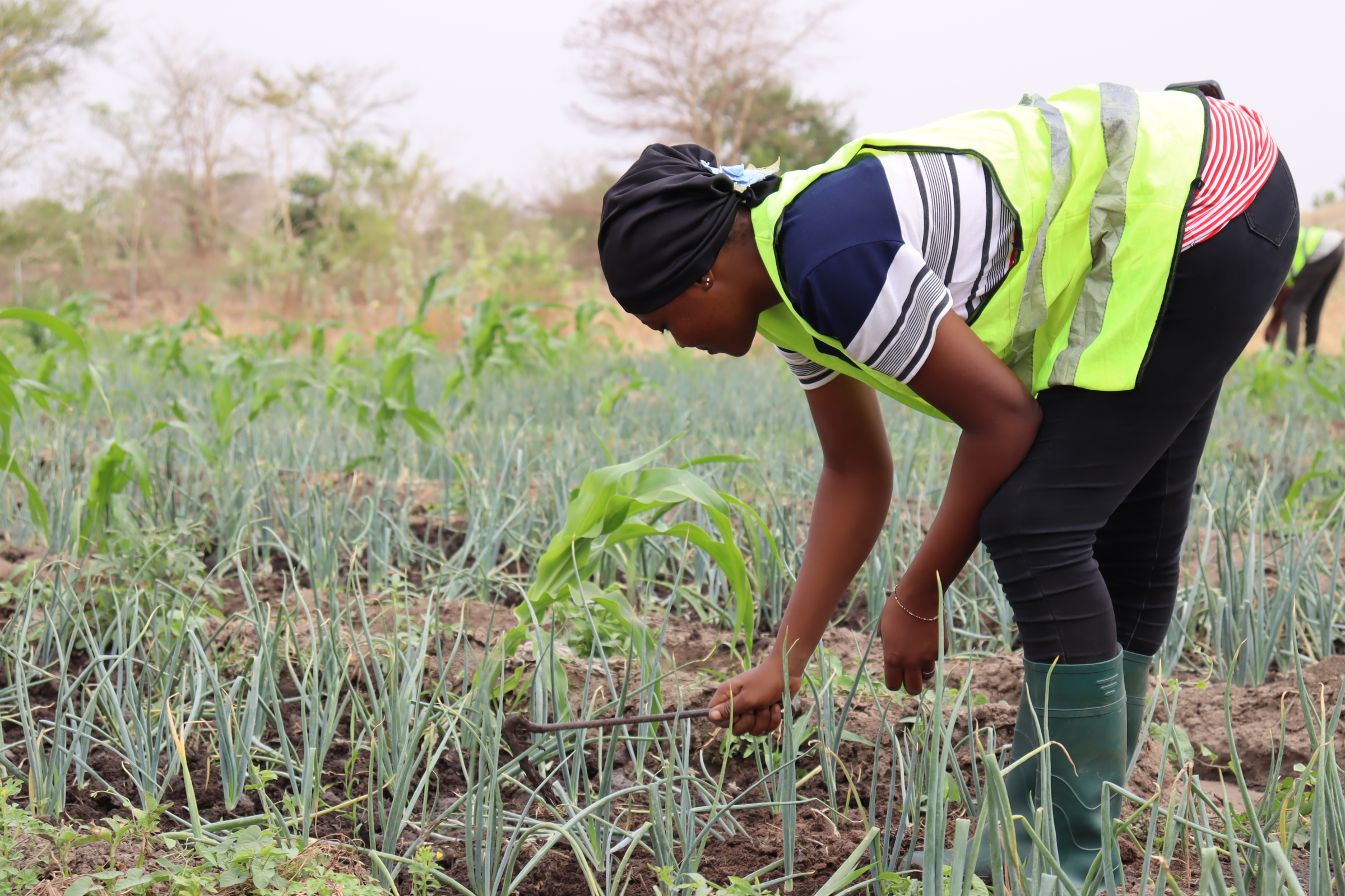 Burkina: A Bagré, des étudiants en fin de cycle expérimentent les meilleures stratégies dans l’agriculture