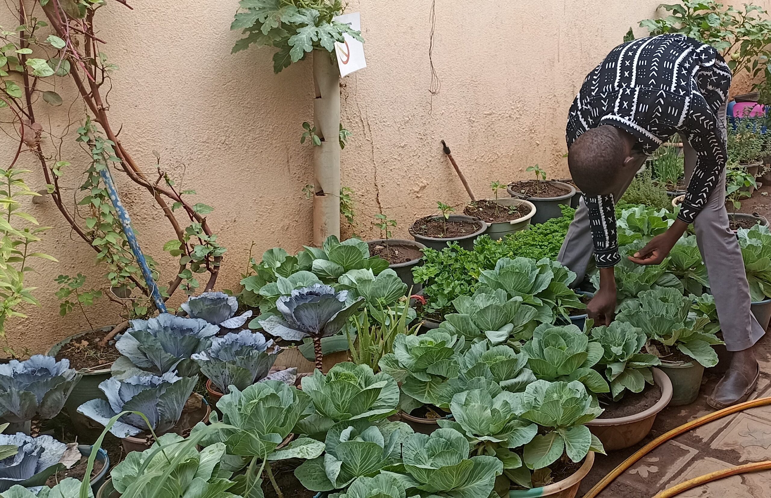 🎧A Ouagadougou, l’essor des potagers à domicile pour une alimentation plus saine