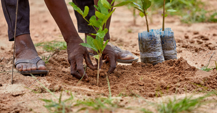 Burkina : Les campagnes de plantation d'arbres  et leurs résultats mitigés