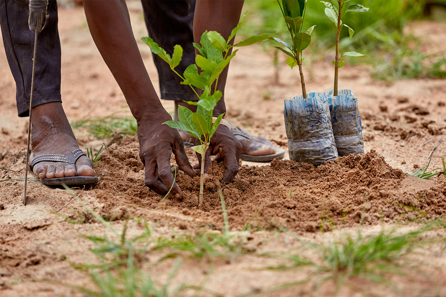 Burkina : Les campagnes de plantation d’arbres  et leurs résultats mitigés