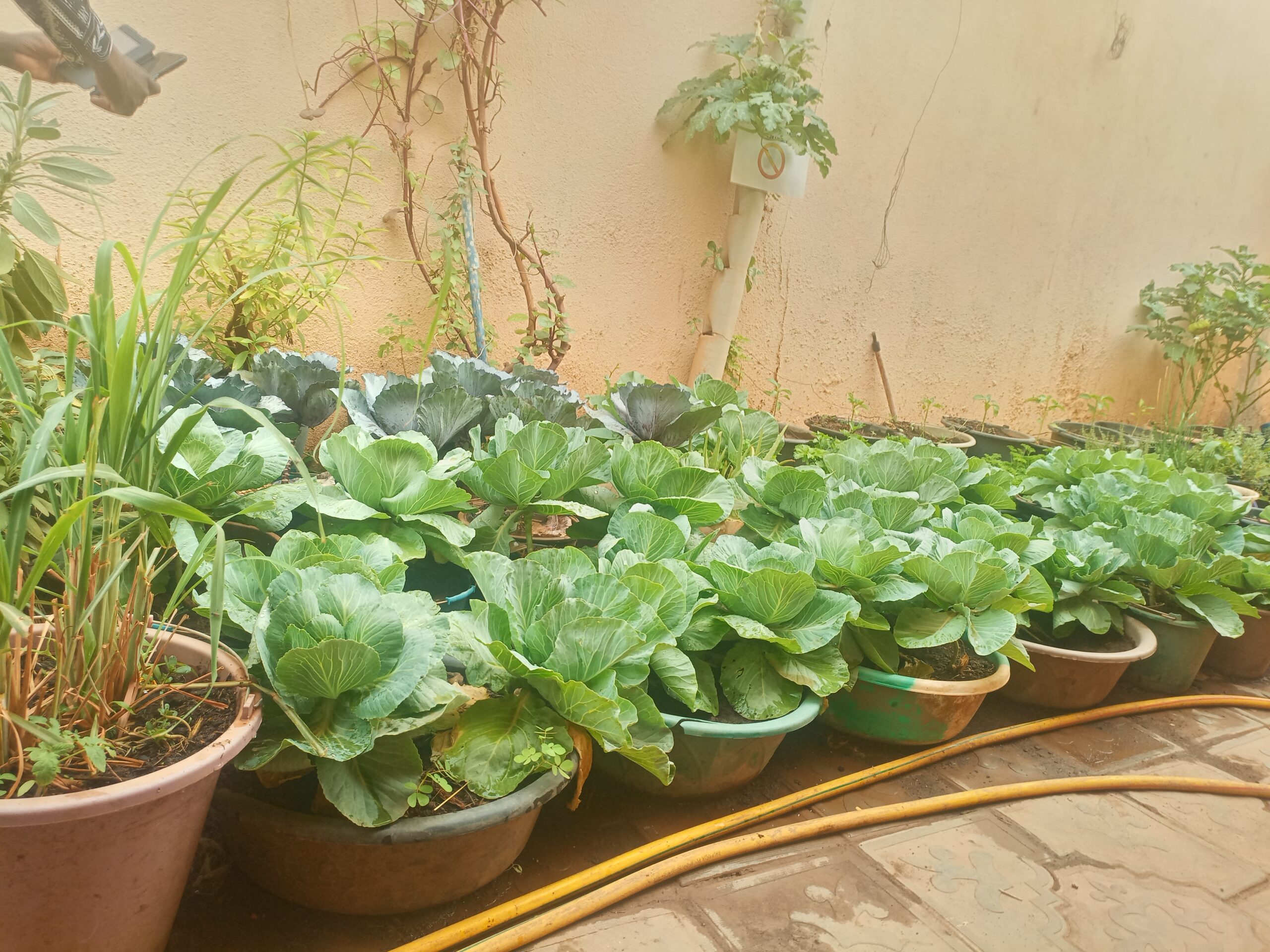 Burkina: Côté jardin-potager de ces citoyens à la main verte à Ouaga