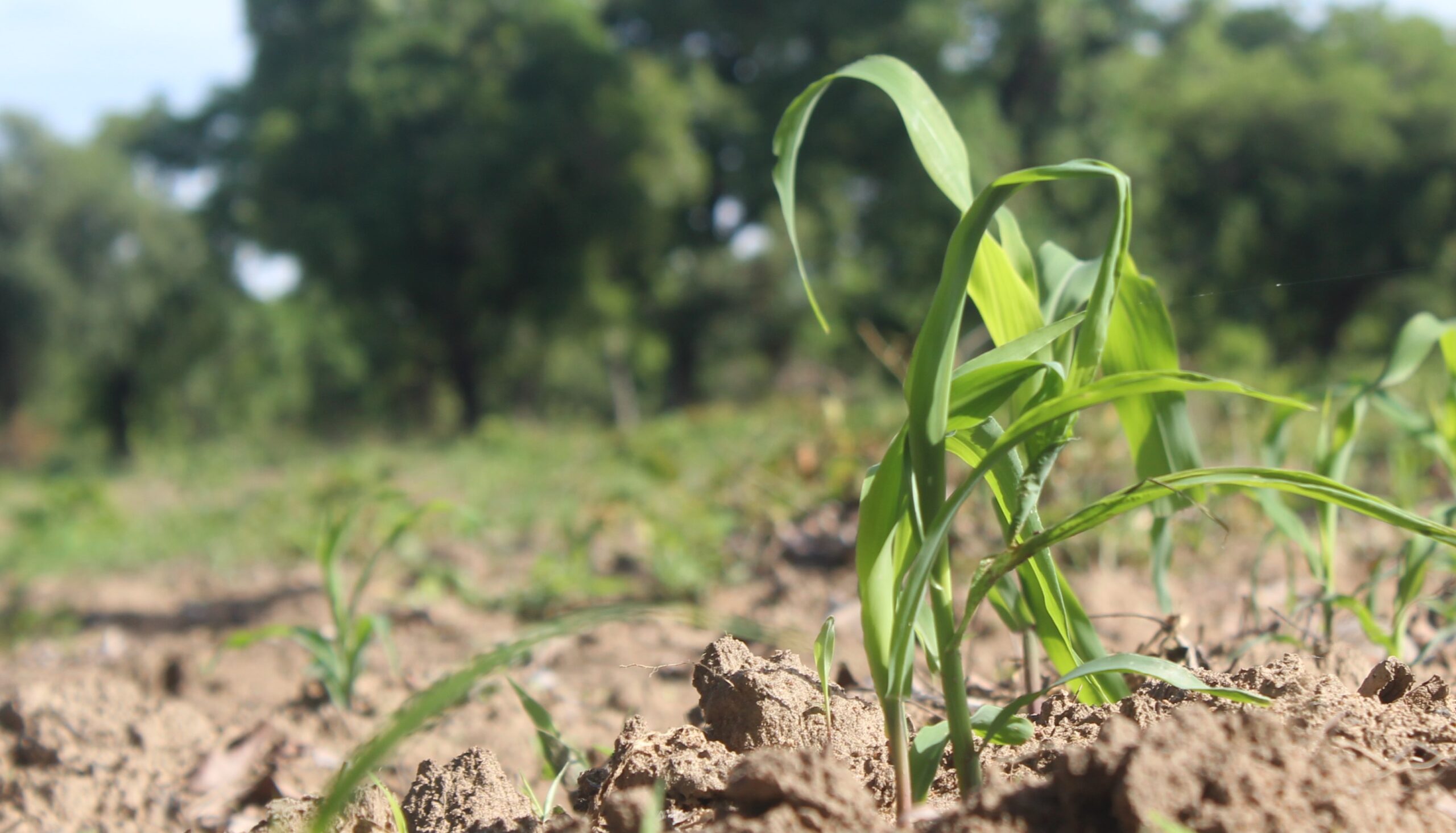 Au cœur de la campagne agricole dans la région de la boucle du Mouhoun