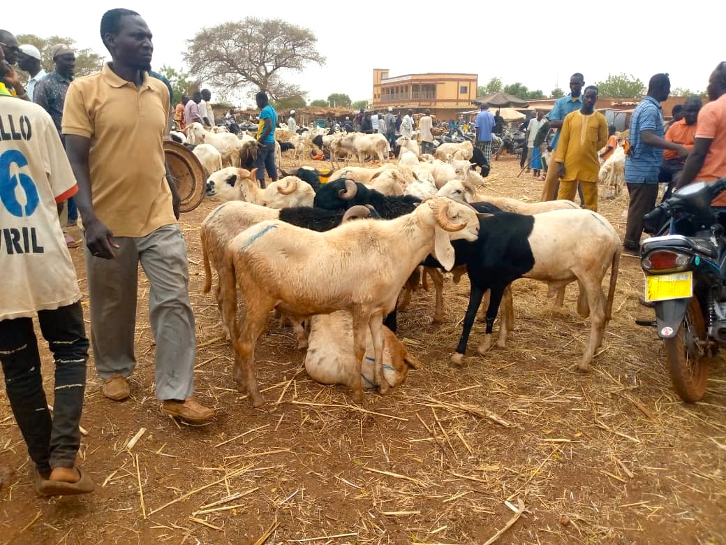 Tabaski 2024: le prix salé du mouton à Ouahigouya et Kaya