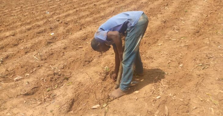 Ouahigouya, la détermination des producteurs malgré l'absence de pluie