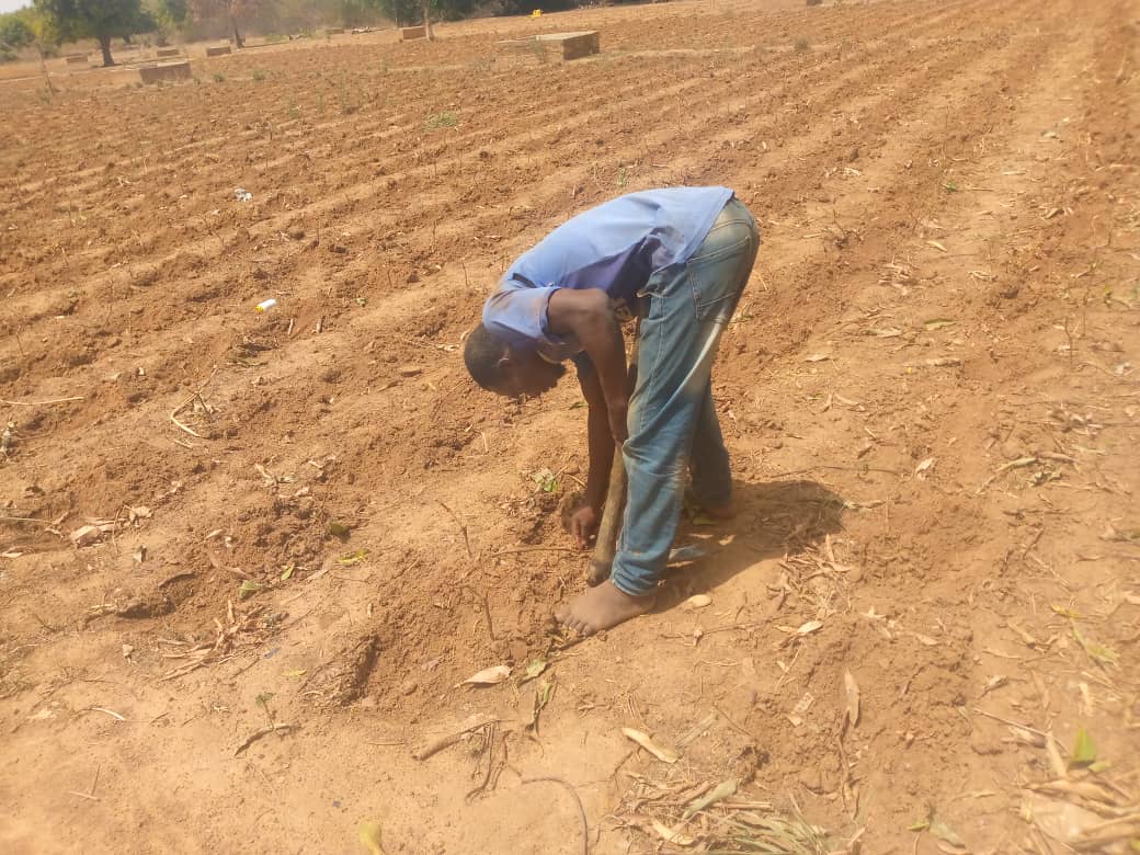 Ouahigouya, la détermination des producteurs malgré l’absence de pluie