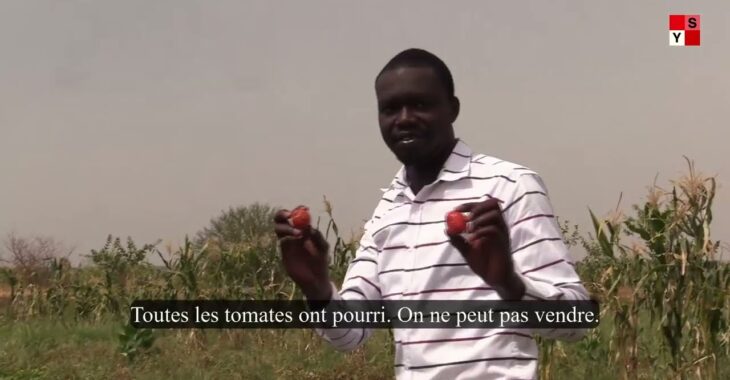 Production de la tomate à Bagré : il investit 2 000 000 de F CFA pour récolter 100 000 F CFA