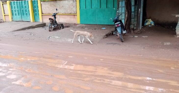 Burkina : les morsures de chiens font rage à Ouaga