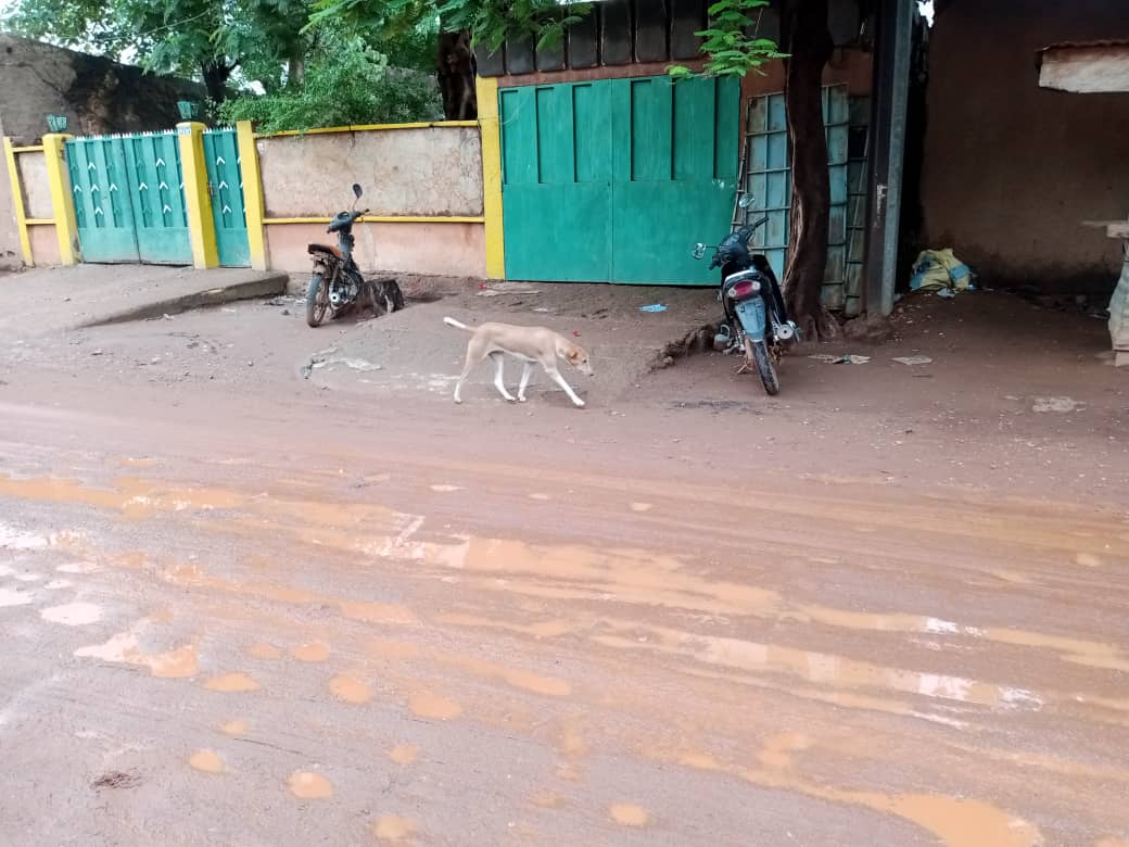 Burkina : les morsures de chiens font rage à Ouaga