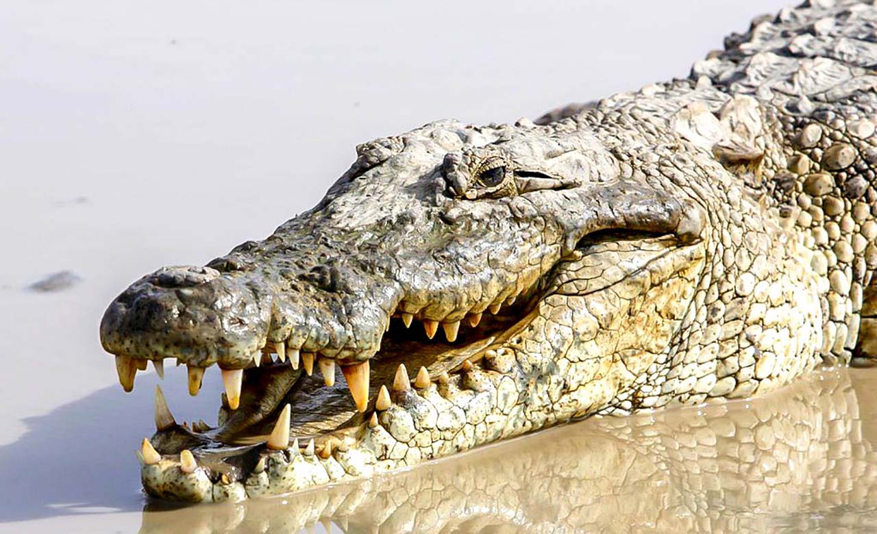 Sabou: a la découverte des crocodiles sacrés