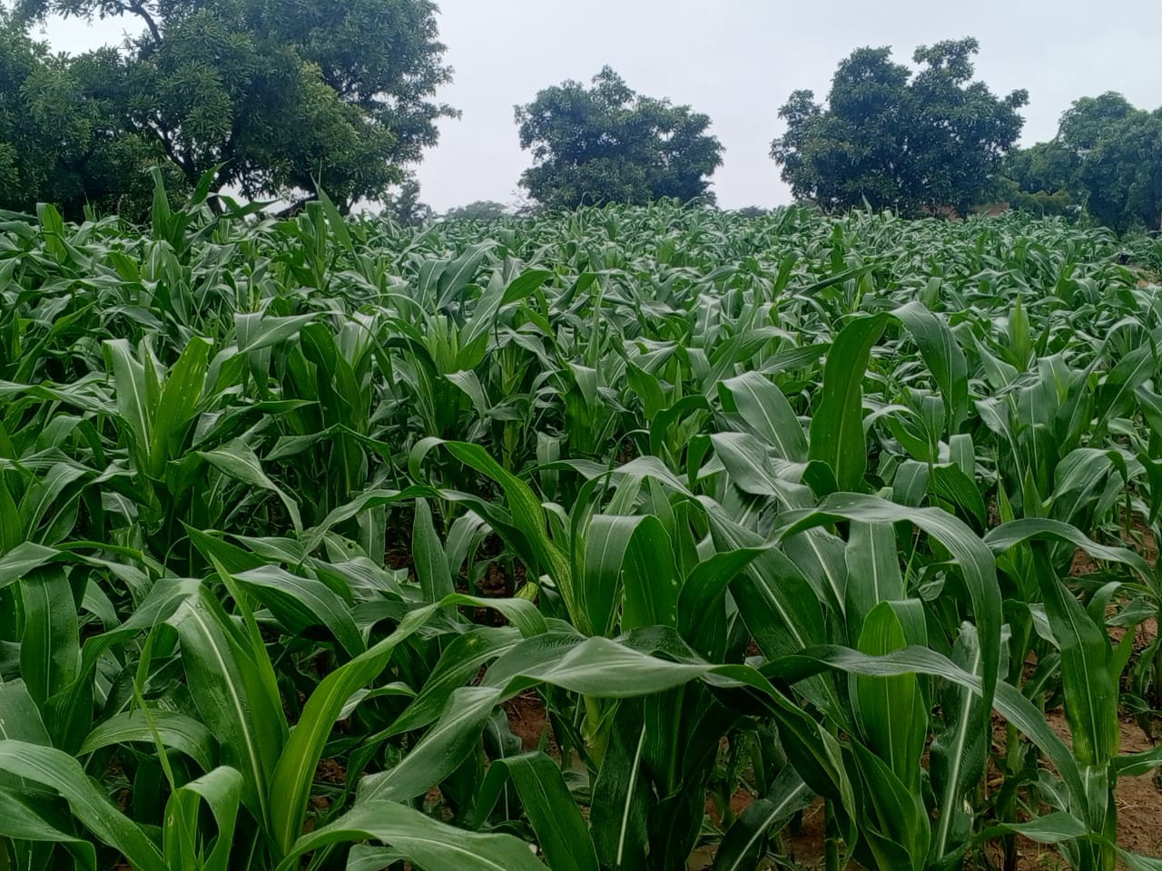 La campagne agricole satisfaisante dans la région du Centre-Sud, malgré un démarrage tardif