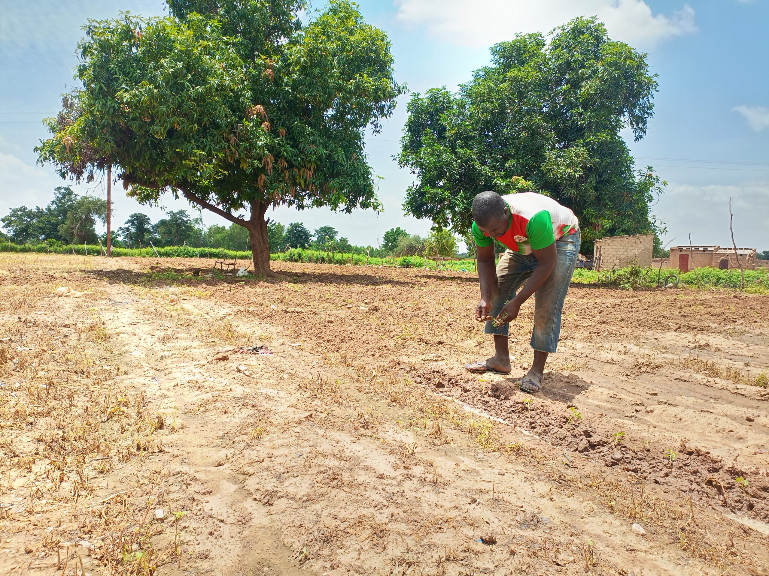 Business du bio au Burkina: une chaîne qui profite à l’homme et à l’environnement