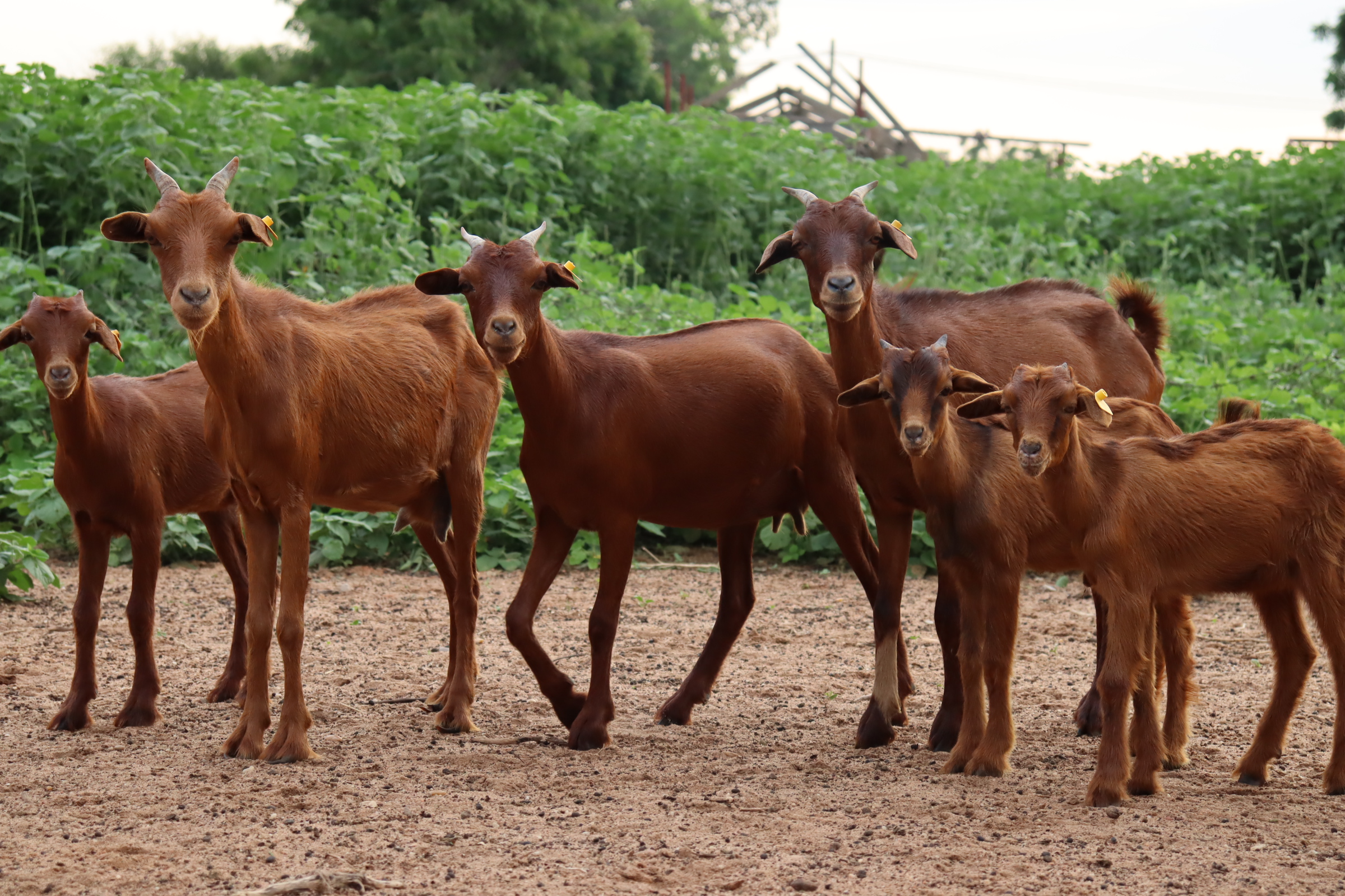 Burkina-Niger : Sur les traces de la chèvre rousse de Maradi, ‘’la vache du pauvre’’