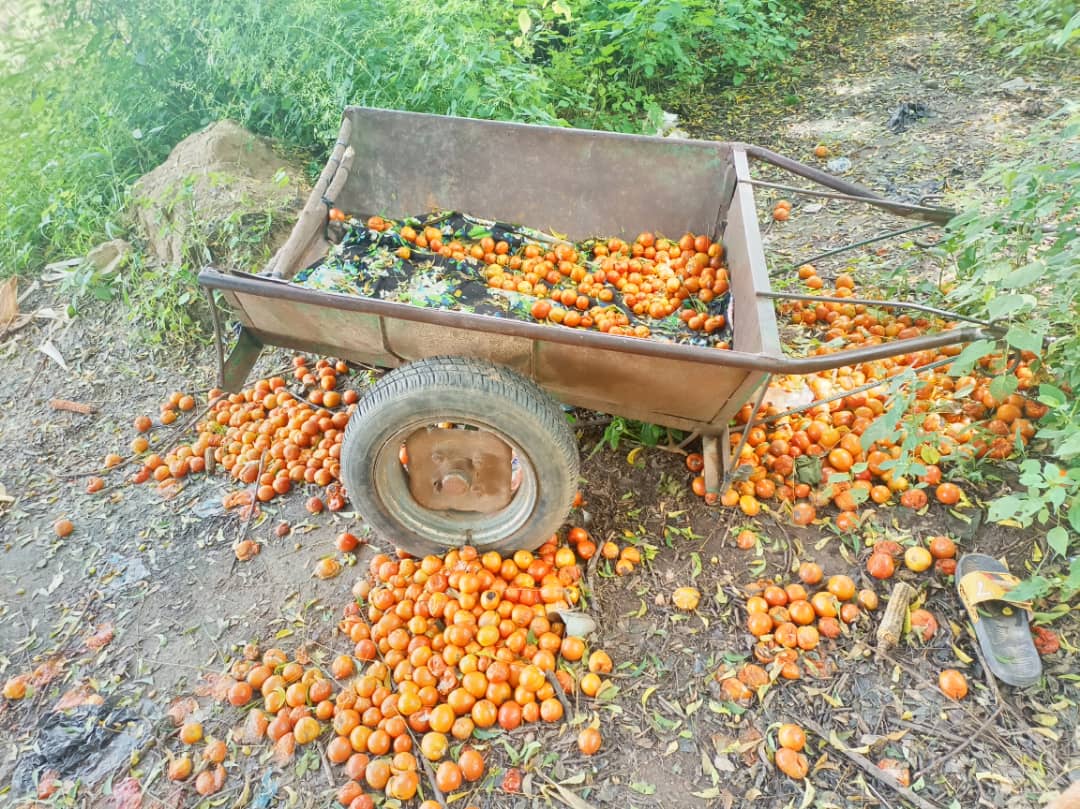 La détresse des producteurs de tomates de Kombissiri