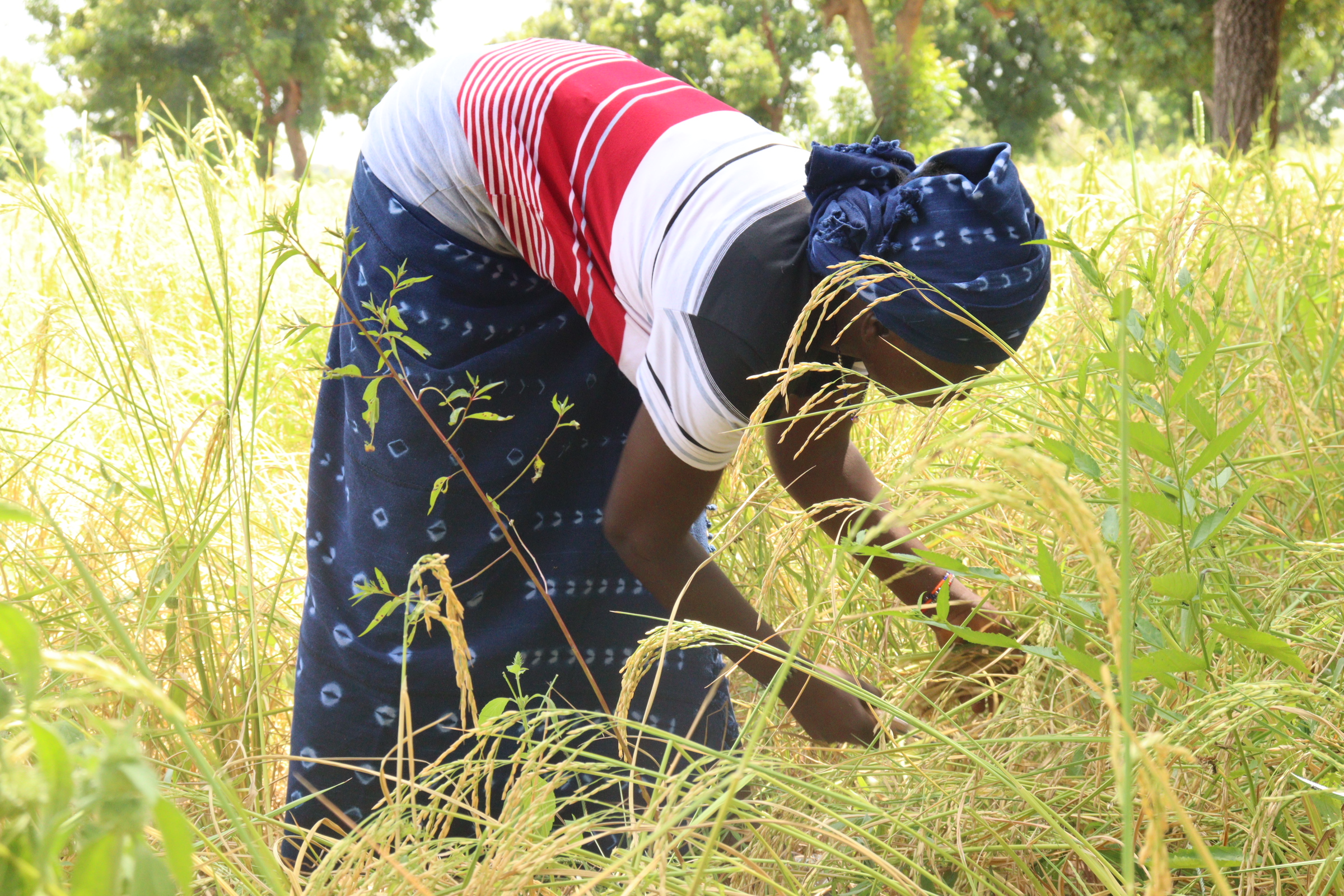 Campagne agricole: L’heure de la moisson après une saison d’incertitudes