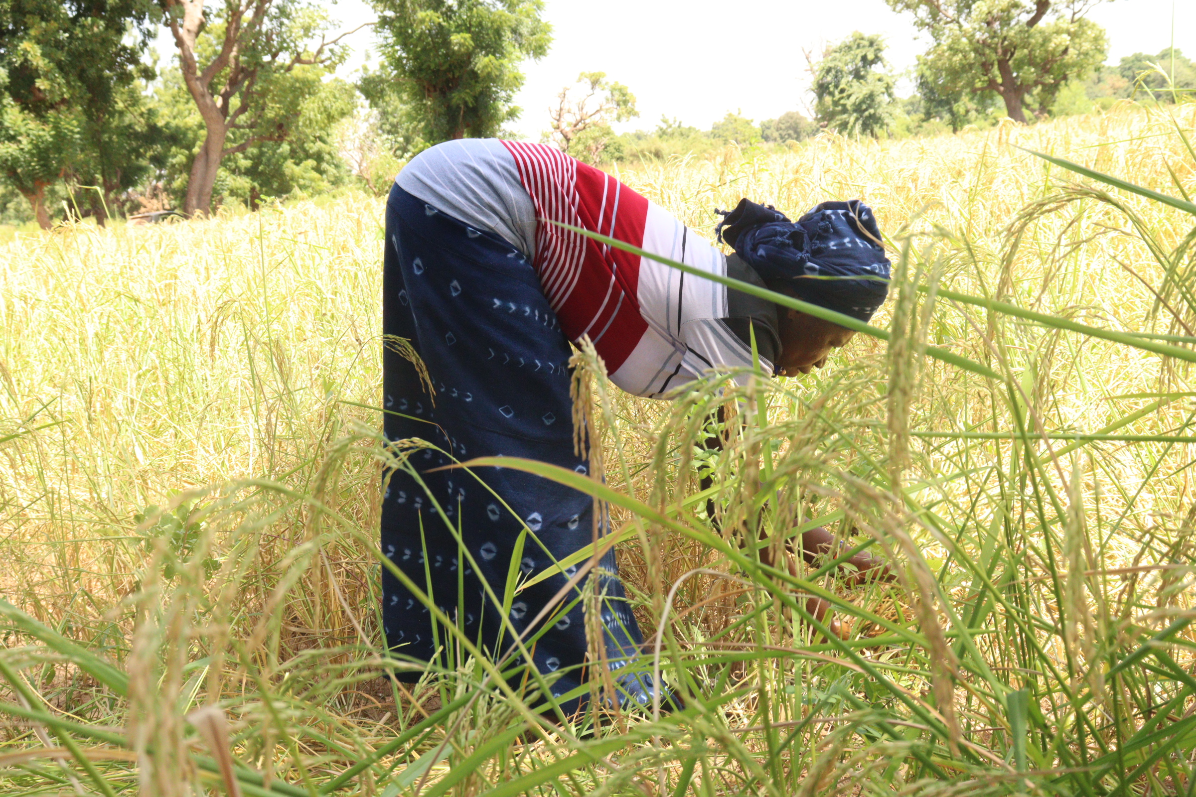 🎧Campagne agricole: L’heure de la moisson après une saison pluvieuse en dent de scie