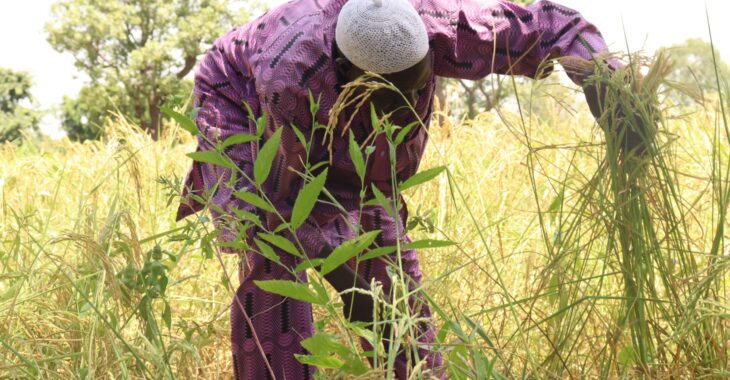 Saison agricole: récolte de riz satisfaisante pour des producteurs