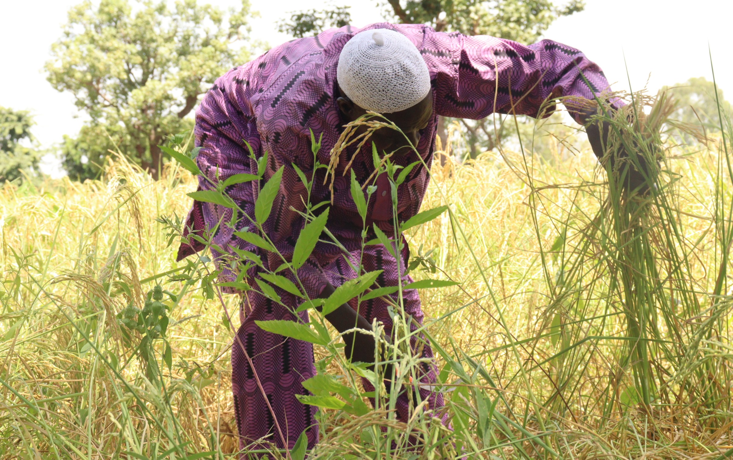 Saison agricole: récolte de riz satisfaisante pour des producteurs