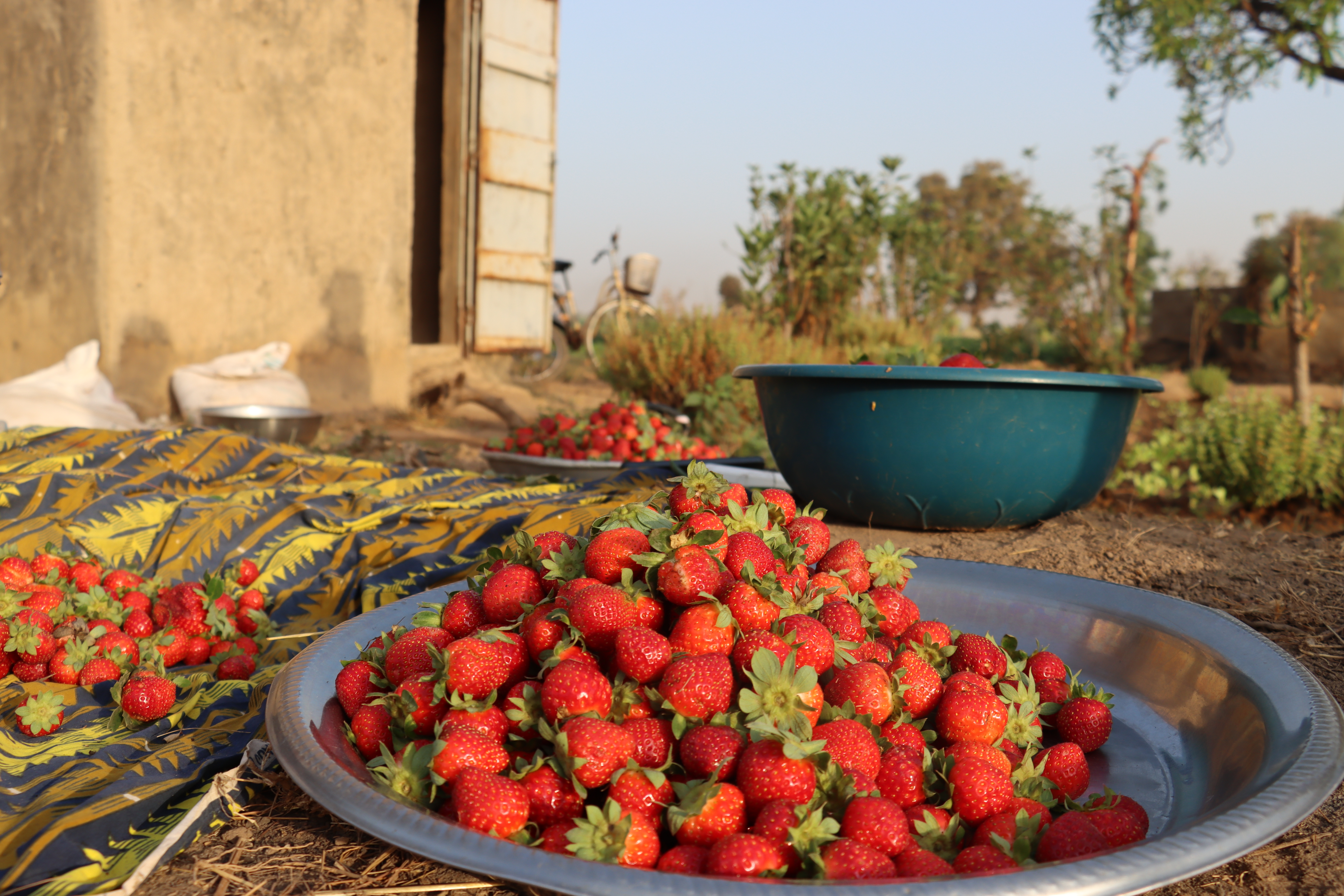 A la découverte de la fraise made in Burkina Faso