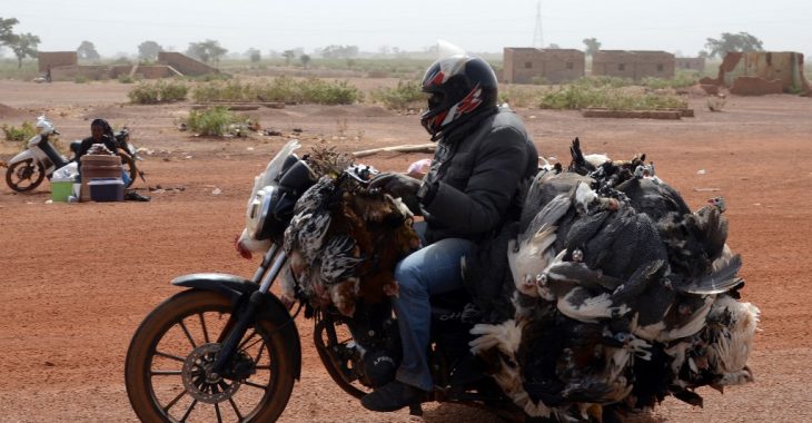 Grippe aviaire au Burkina : « On risque de perdre le poulet bicyclette, notre espèce locale »