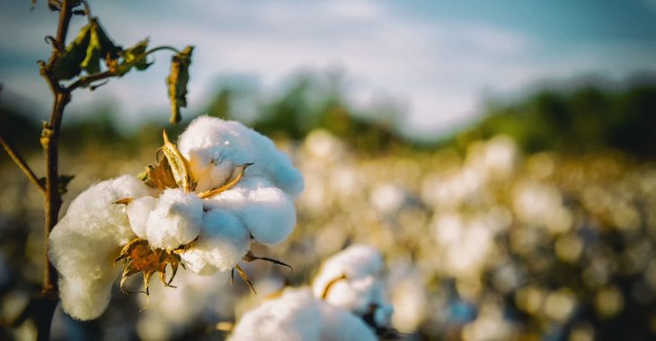 Coton au Burkina : «Les rendements ont baissé, les producteurs sont endettés»