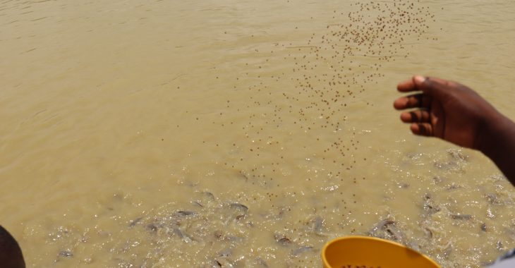 A Bagré, la pisciculture sort les jeunes du chômage