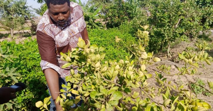 Bosquet « Kua sur Loumbila », la petite barrière contre l’avancée du désert