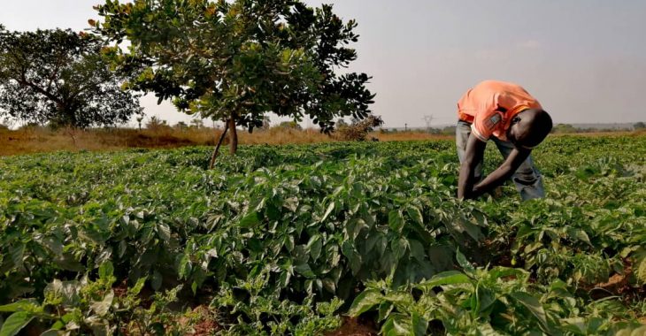 Production de piments : de jeunes jardiniers se frottent les mains