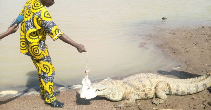 Sabou: les Kaboré, dépositaires des crocodiles sacrés