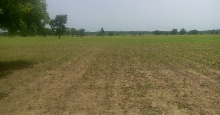 Saison agricole : l’installation tardive de pluies inquiète des producteurs