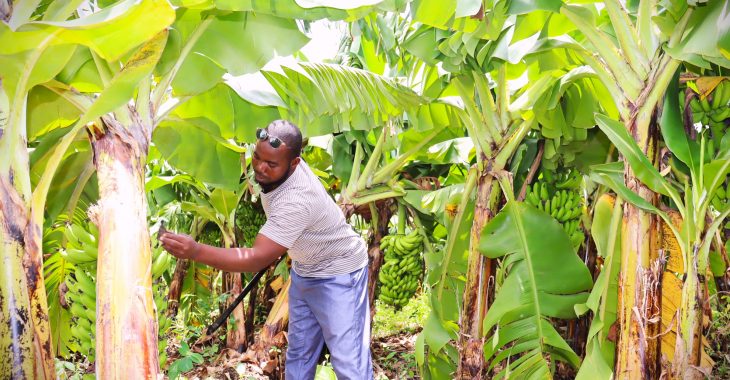 Burkina: Issouf Dabré, l'ancien migrant devenu millionnaire dans la banane