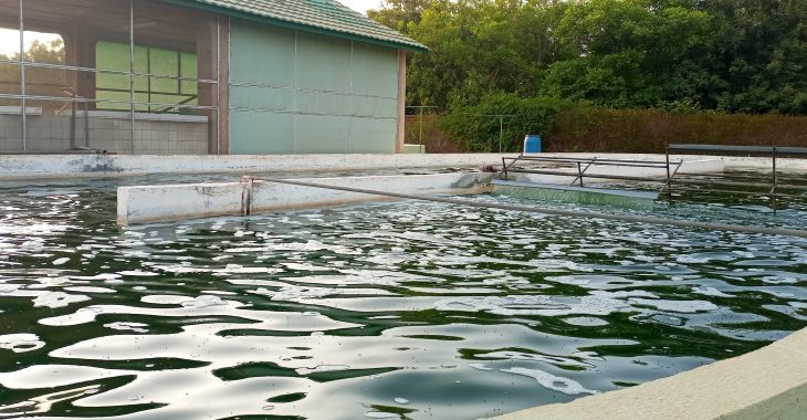 « L’oxygène produit par la spiruline peut être utilisé dans les hôpitaux »